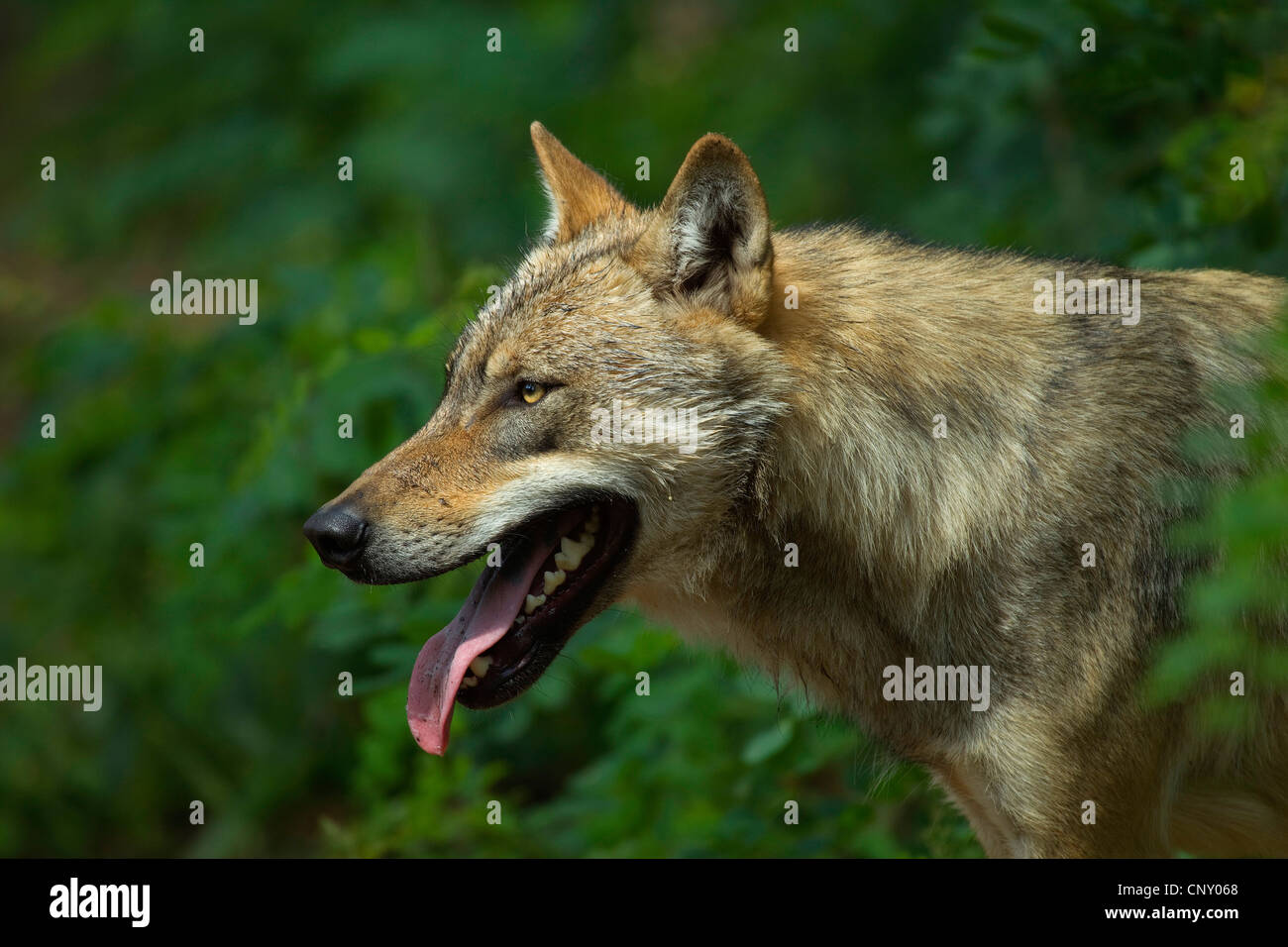 Unión lobo gris (Canis lupus lupus), jadeo, Alemania Foto de stock
