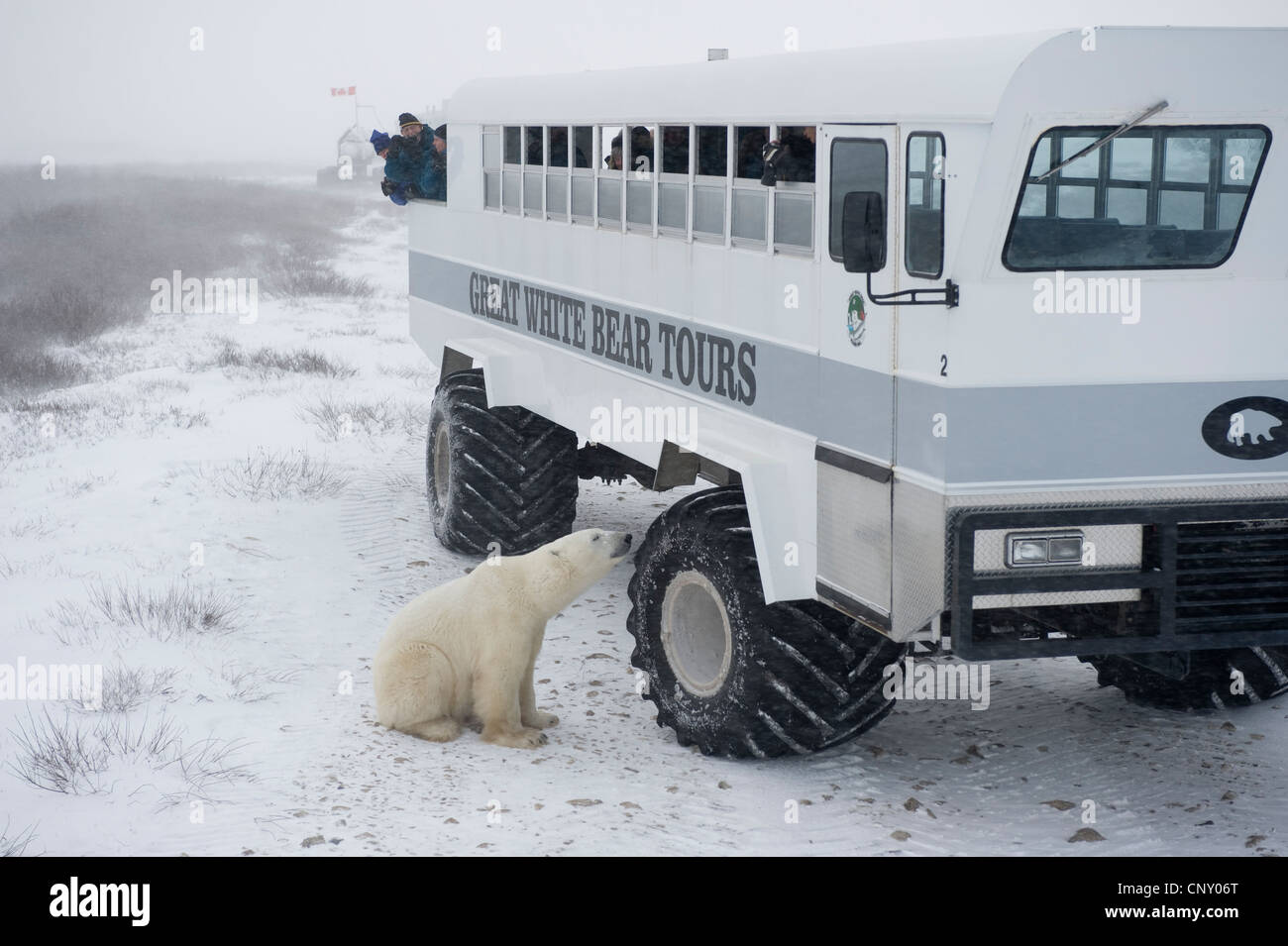 Investiga un oso polar 'Tundra buggy" en Churchill, Manitoba Foto de stock