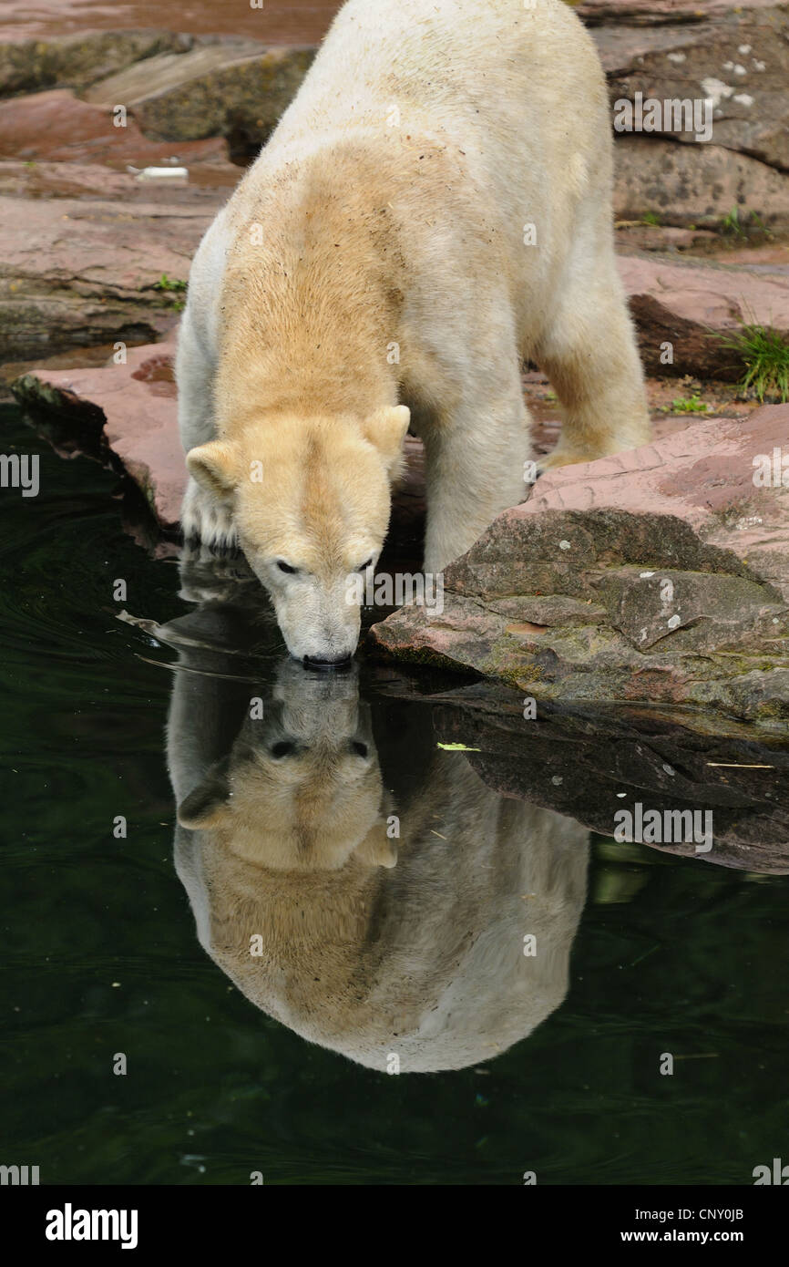El oso polar (Ursus maritimus), PUP en un zoológico Foto de stock