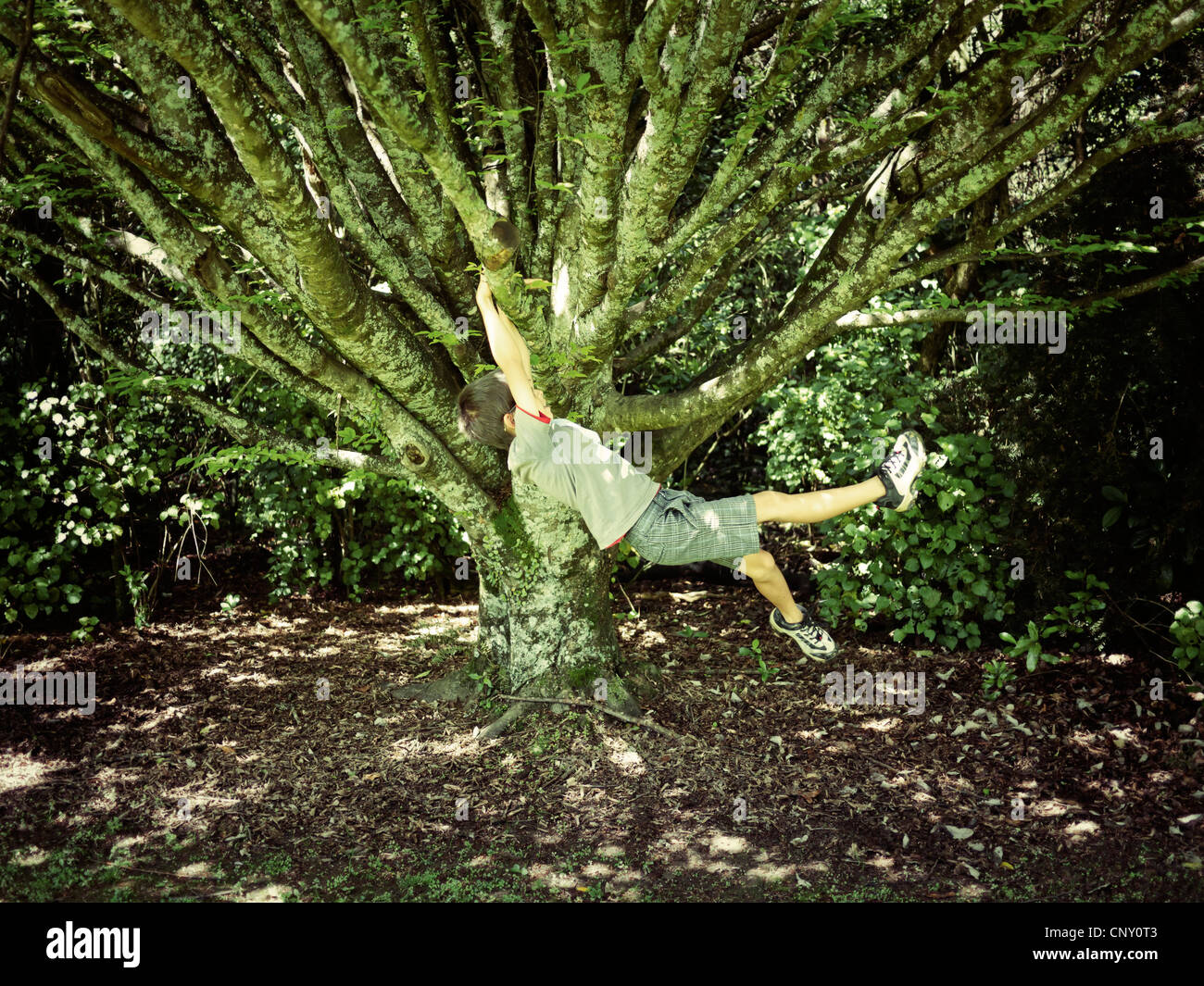 Boy columpios en la rama del árbol. Foto de stock