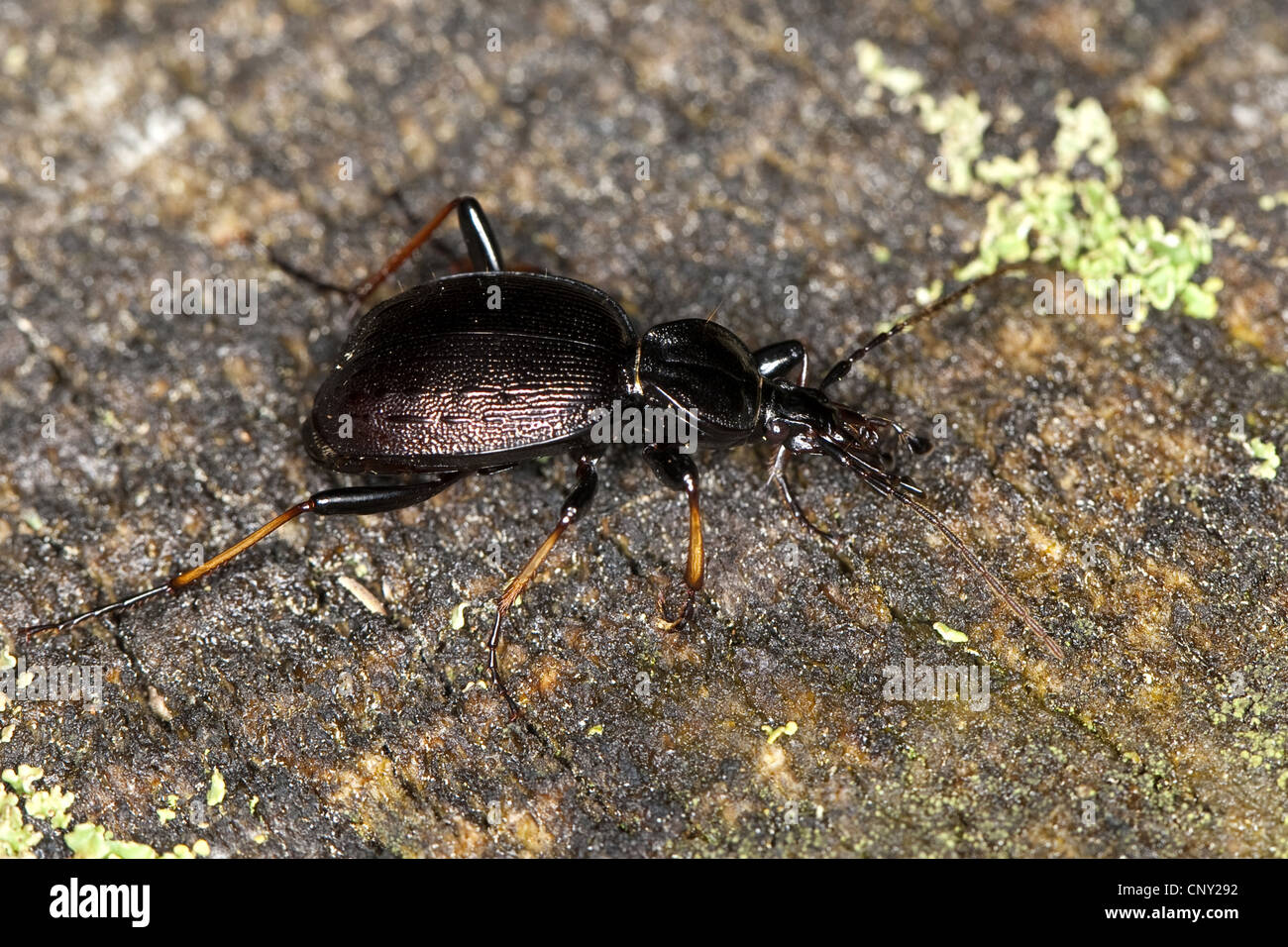 Escarabajo de tierra (Cychrus attenuatus), sentada en la madera muerta