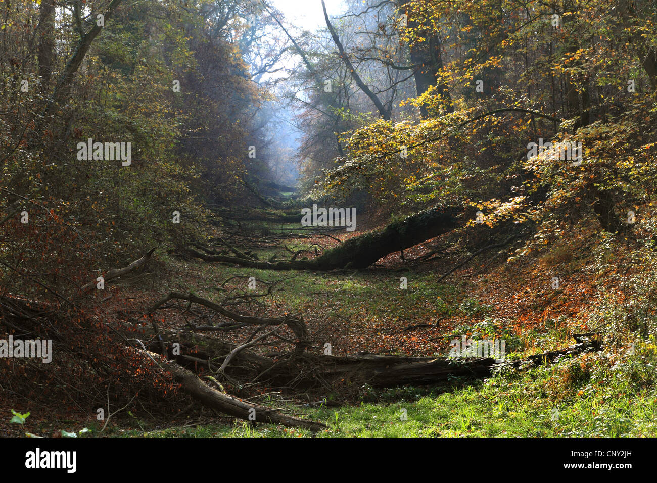 A través de la pasarela del bosque aluvial en otoño, Alemania Foto de stock
