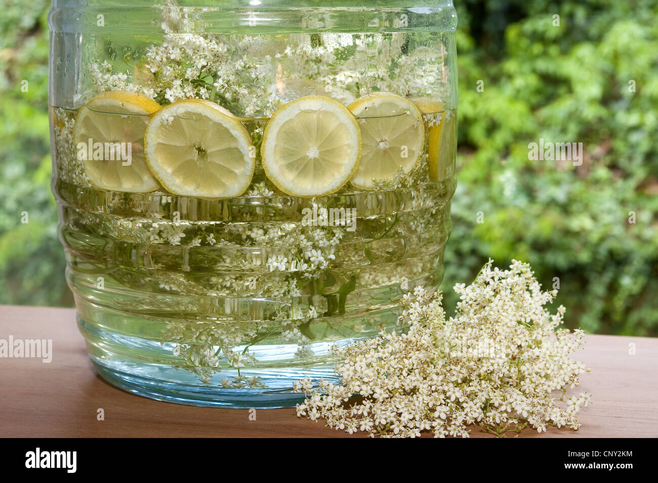 Elder, negro europeo Elderberry, Común saúco (Sambucus nigra), vaso lleno de self-made jarabe: Las flores se ponen en un tarro y deja a dibujar junto con agua, limón, discos, ácido cítrico y azúcar, Alemania Foto de stock