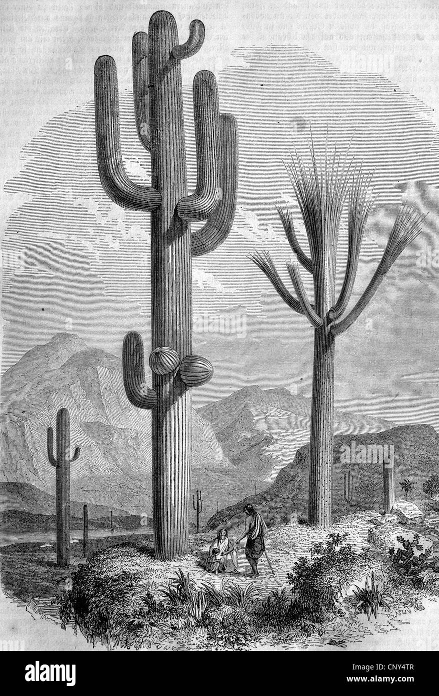 Una mujer es enana por un cactus saguaro. El saguaro es un cactus