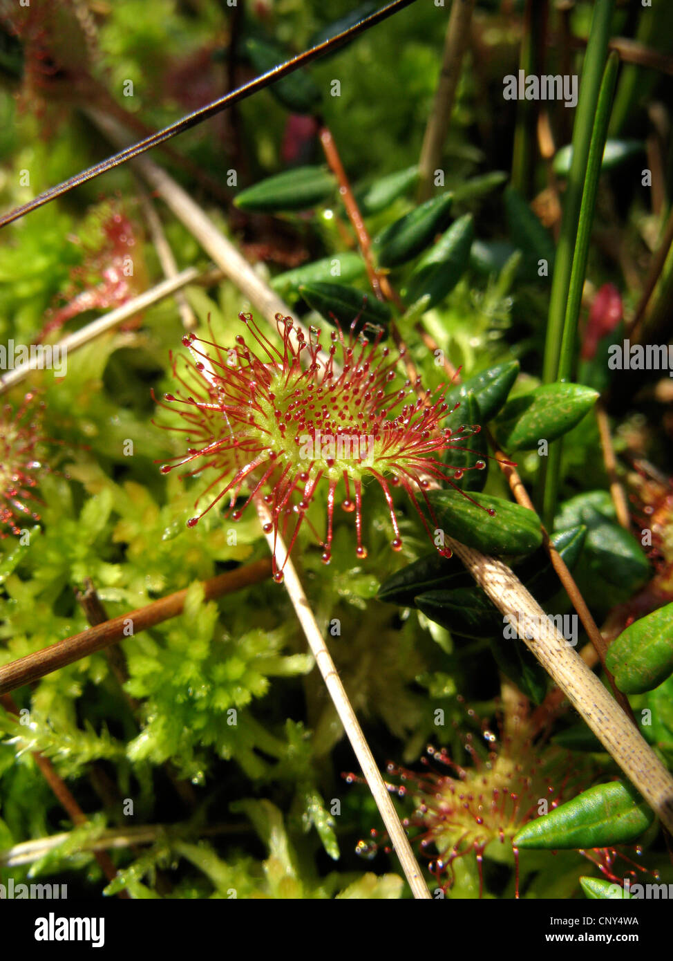 Round-dejados sundew, roundleaf sundew (Drosera rotundifolia), la hoja con la turba, Alemania, Baja Sajonia Foto de stock