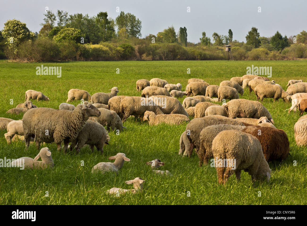 Ovejas domésticas (Ovis ammon f. aries), el rebaño de corderos en un potrero en Erdinger Moos, Alemania, Baviera Foto de stock