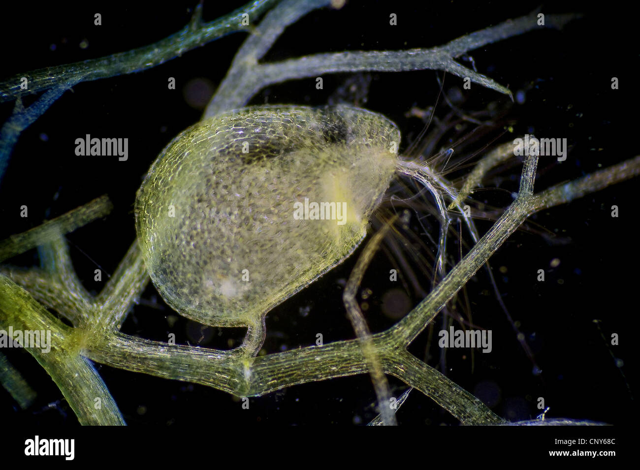Bladderwort (Utricularia spec.), trampa de las angiospermas Bladderworts, Utricularia sp. La vejiga es de alrededor de 0,3 x 0,2 mm de ancho, Noruega Foto de stock