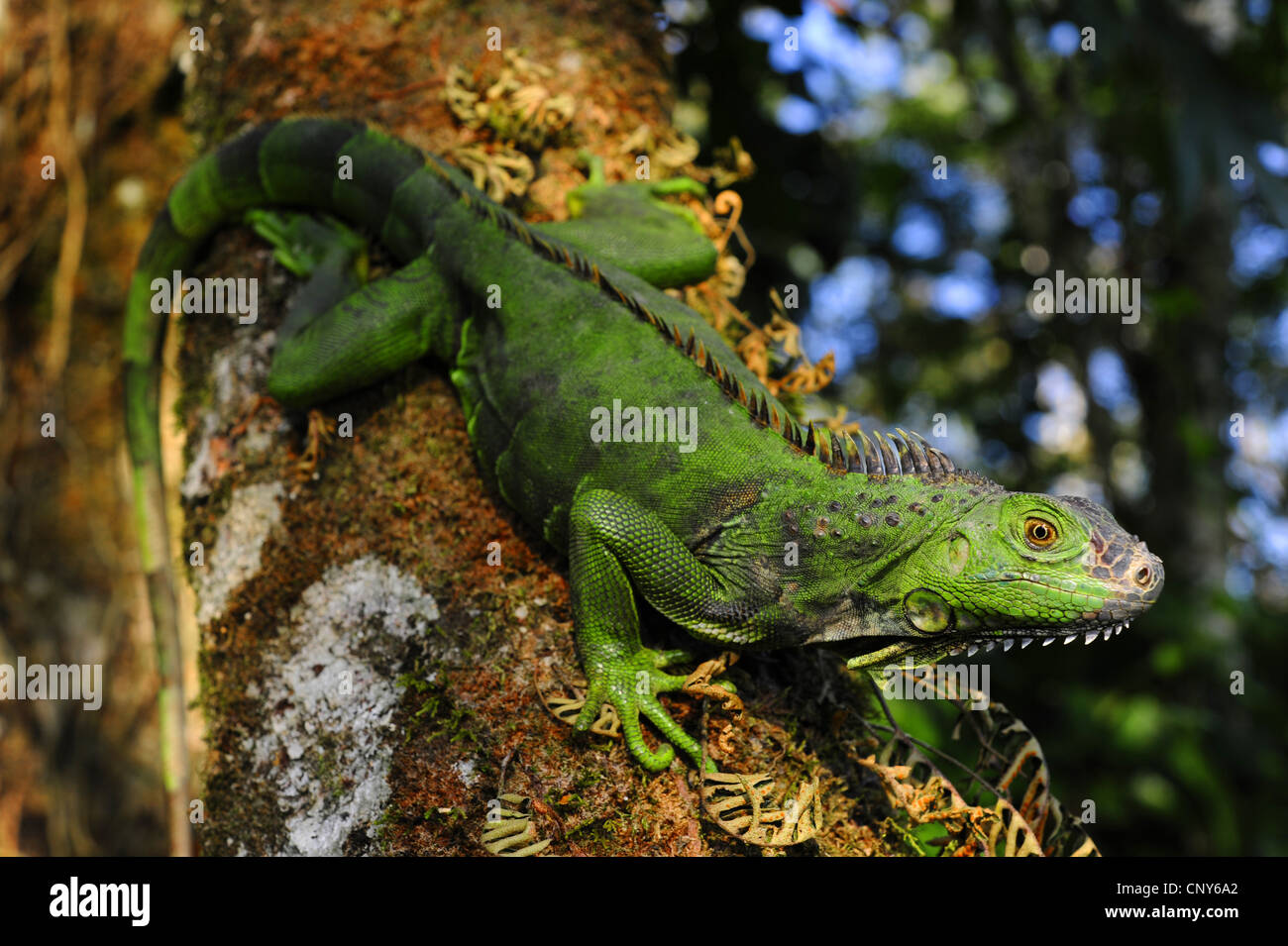 Iguana verde, común la iguana (Iguana iguana), sentado sobre un árbol, Honduras, La Mosquitia, Las Marías Foto de stock
