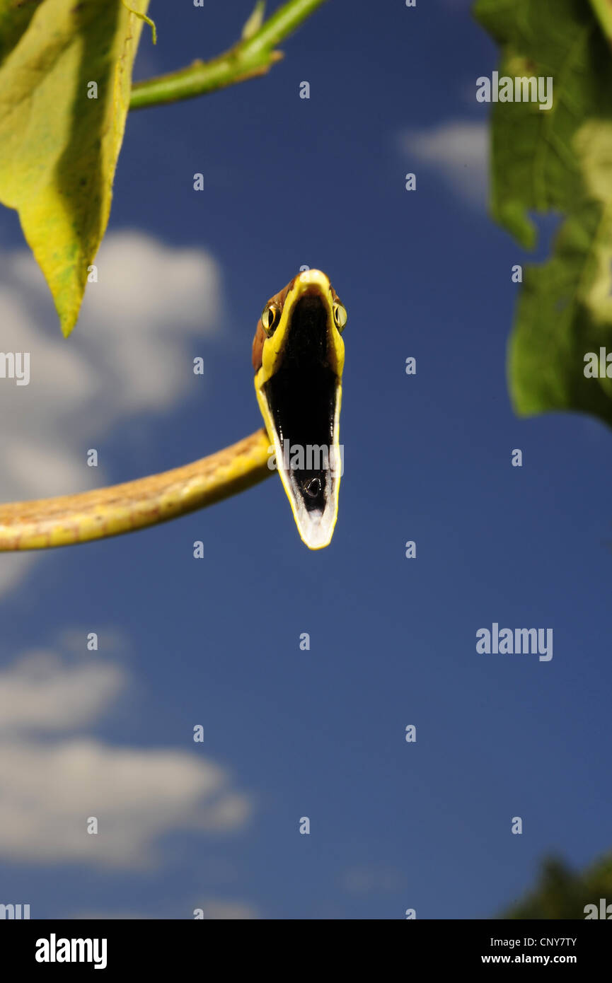 Vid mexicano serpiente (Oxybelis aeneus), posición de defensa, Honduras, La Mosquitia, Las Marías Foto de stock