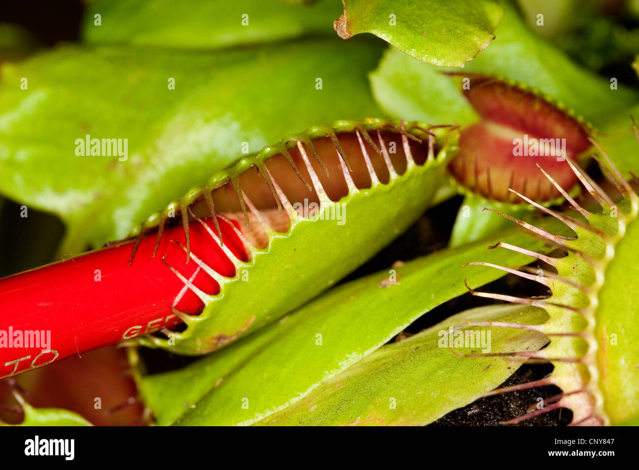 Venus atrapamoscas, Venus atrapamoscas, Venus atrapamoscas, Atrapamoscas, Venus Mosquero, Venus' Mosquero, Fly-Trap (Dionaea muscipula), abra la trampa de hoja es estimulado con un lápiz Foto de stock