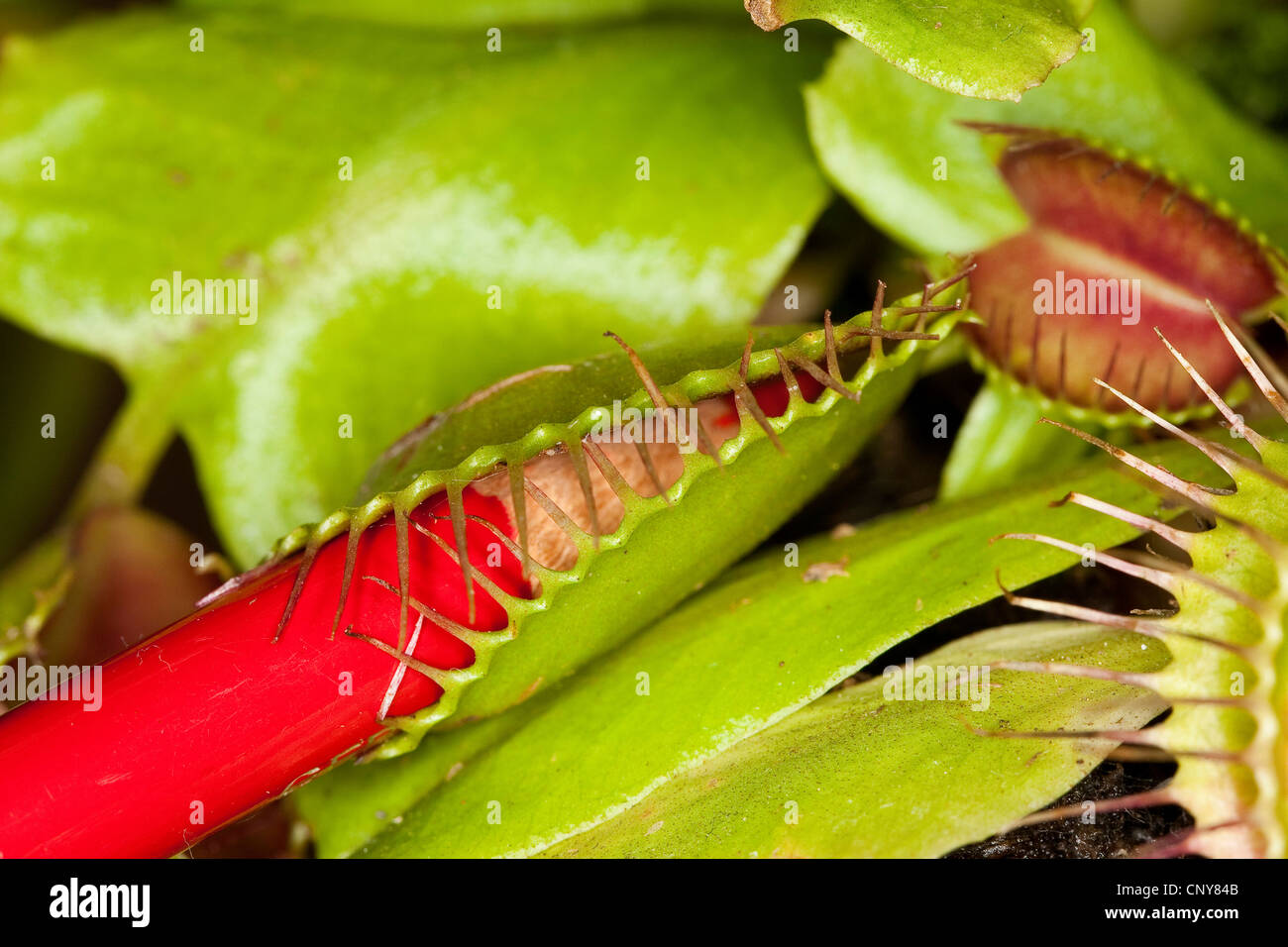 Venus atrapamoscas, Venus atrapamoscas, Venus atrapamoscas, Atrapamoscas, Venus Mosquero, Venus' Mosquero, Fly-Trap (Dionaea muscipula), abra la trampa de hoja es estimulado con un lápiz Foto de stock