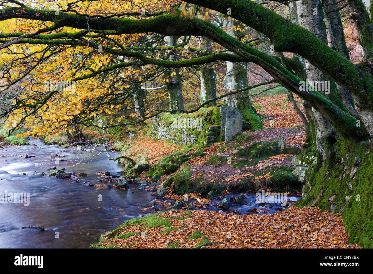 Escenas de otoño junto a OARE agua cerca de ladrones, Puente de Exmoor National Park, Somerset, Inglaterra Foto de stock
