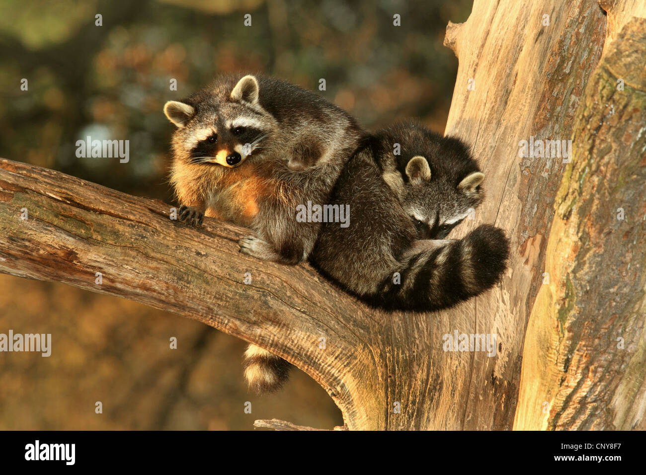Comunes de mapache (Procyon lotor), dos mapaches sobre un árbol descansando, Alemania Foto de stock