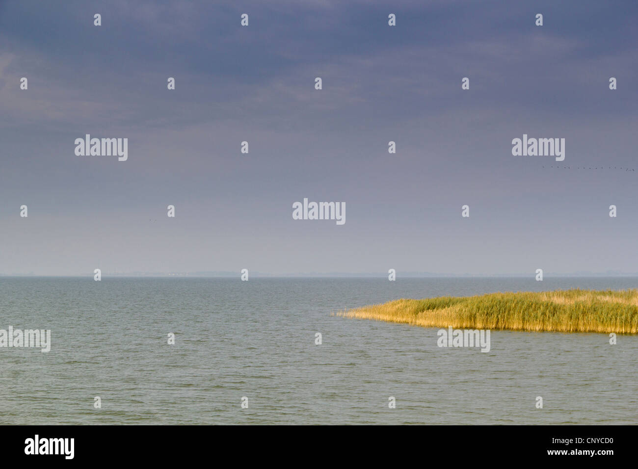 Reed zona de costa del Mar Báltico, en Alemania, en el Estado federado de Mecklemburgo-Pomerania Occidental, Wustrow Foto de stock