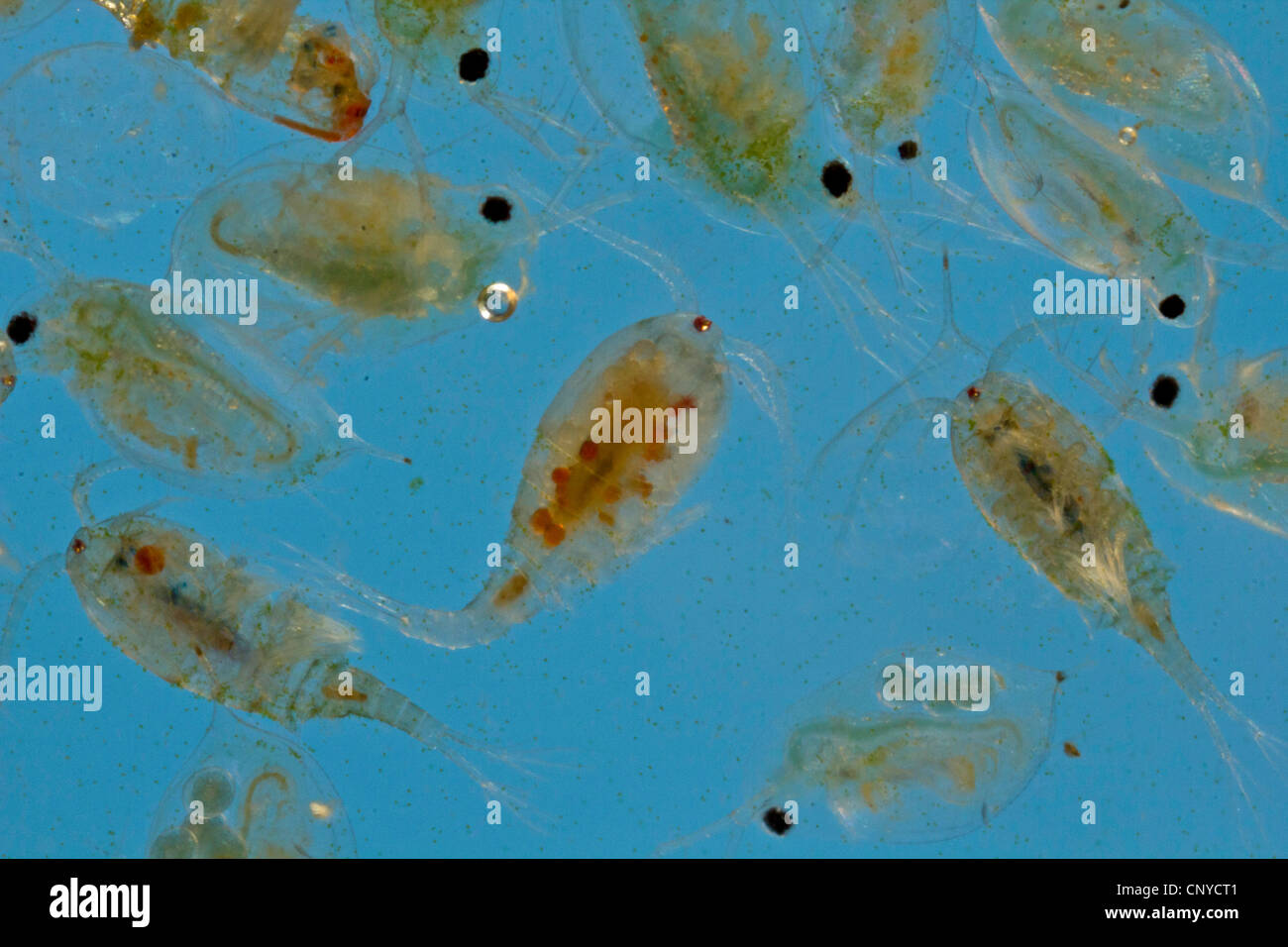 Cyclopoids Are Cyclopods Planktonic? , Swimming of Planktonic Cyclops Species ...