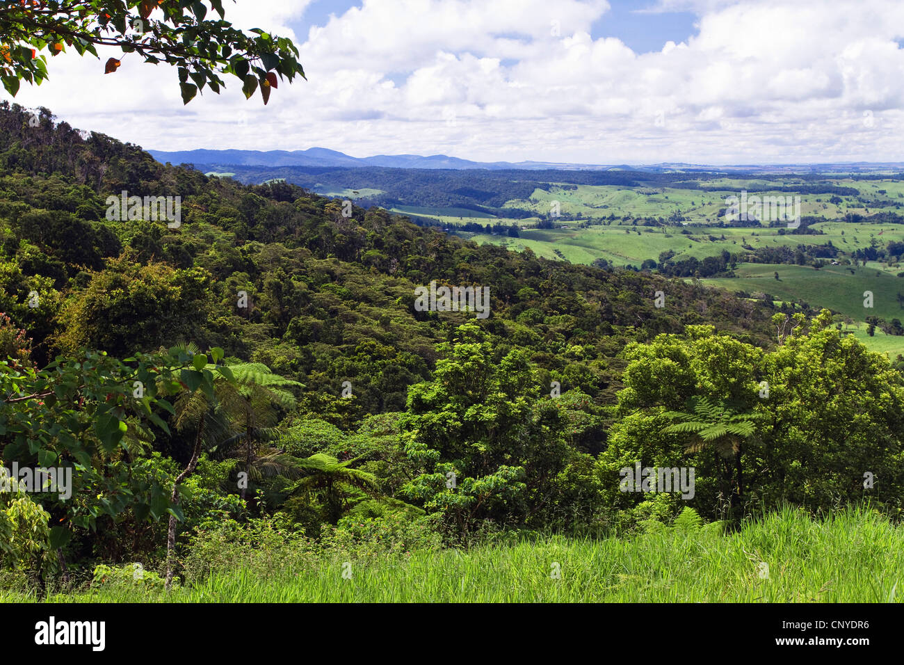 Ondulantes colinas de las Atherton Tablelands, Australia, Queensland, Atherton Tablelands Foto de stock
