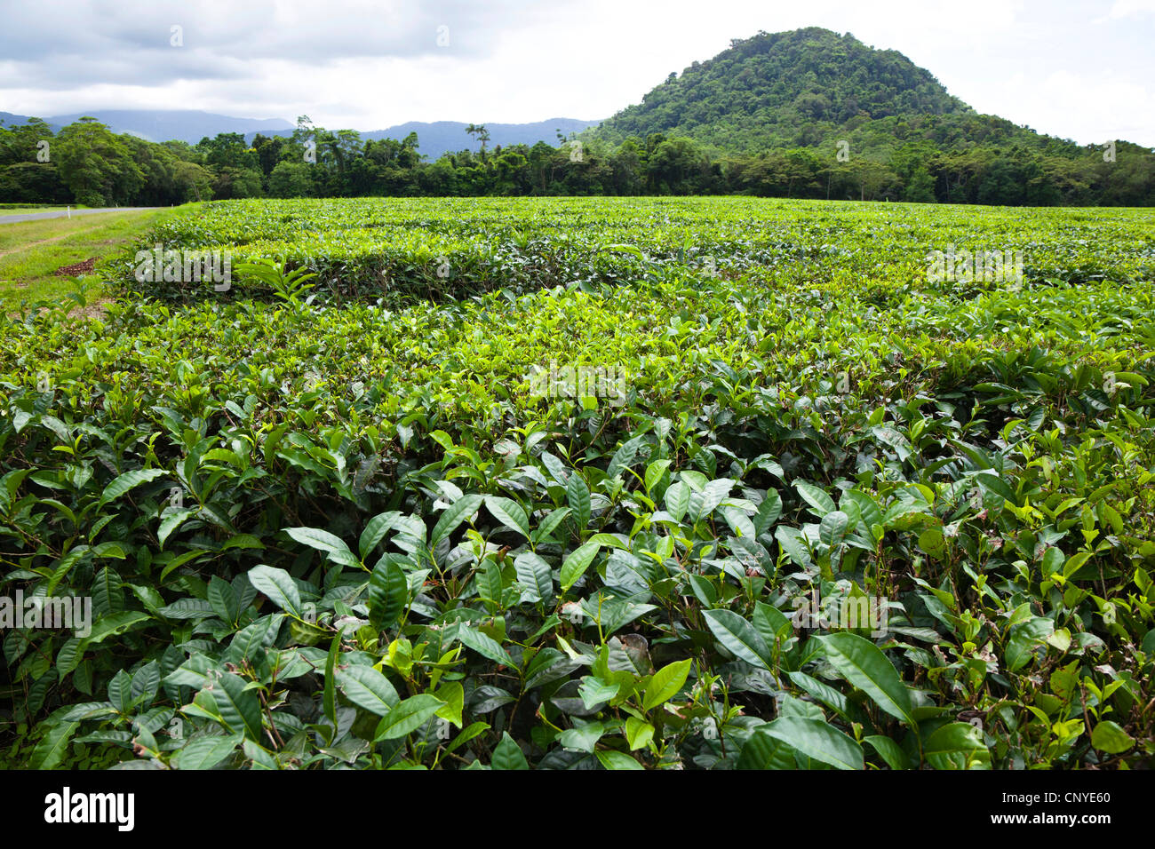 La planta de té (Camellia sinensis, Thea sinensis), plantación de té, Australia, Queensland, el Parque Nacional Daintree Foto de stock