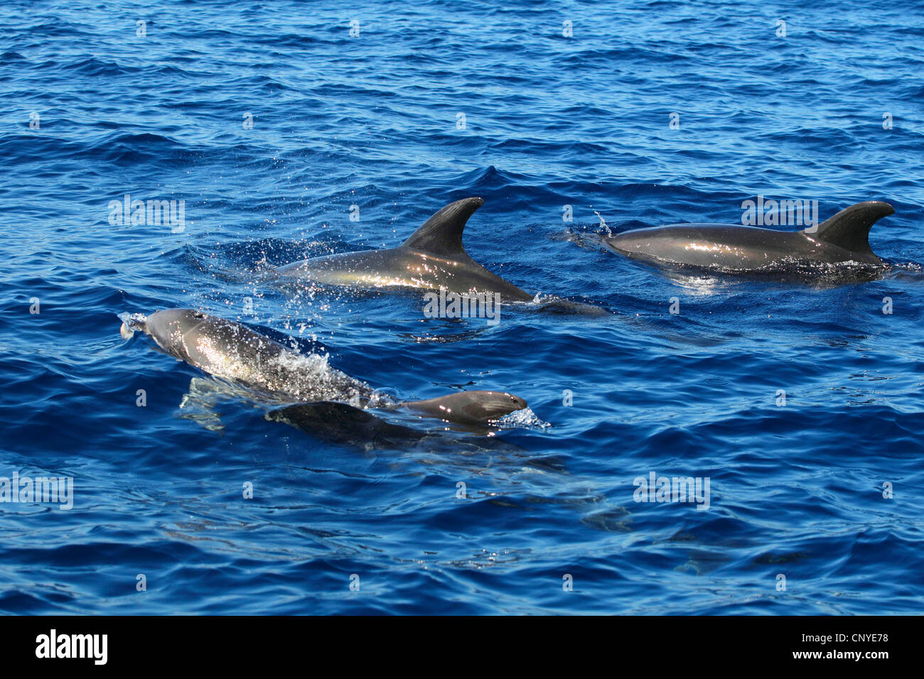 Delfín Nariz de Botella, el delfín mular, comunes delfines nariz de botella (Tursiops truncatus), algunos animales nadando en la superficie del agua al lado Foto de stock