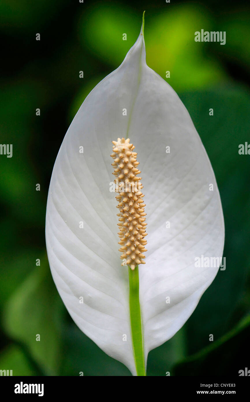 Espatifilo (Spathiphyllum spec.), floreciendo Foto de stock