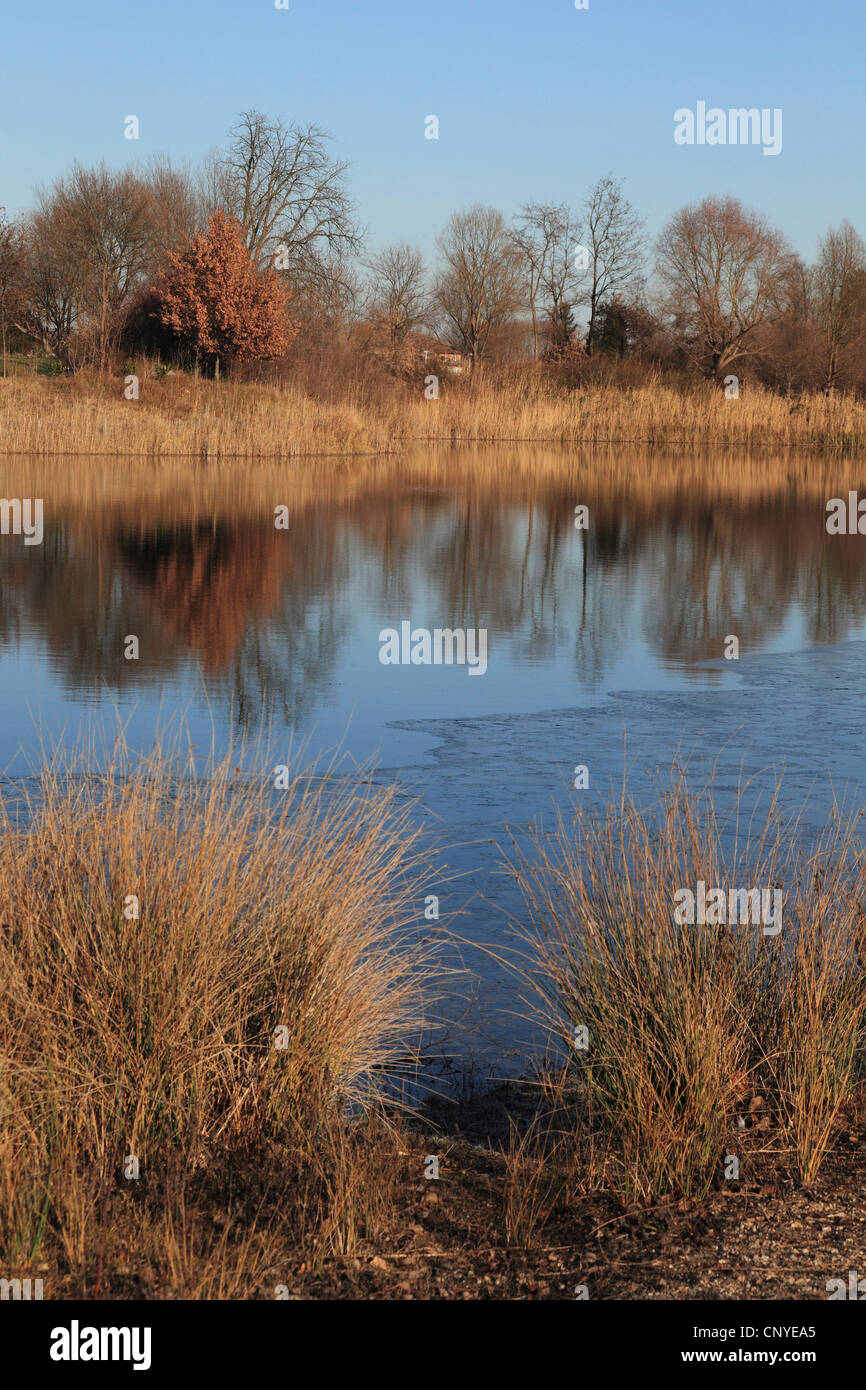 Paisaje en el viejo Rin en un soleado día de invierno, Alemania Foto de stock