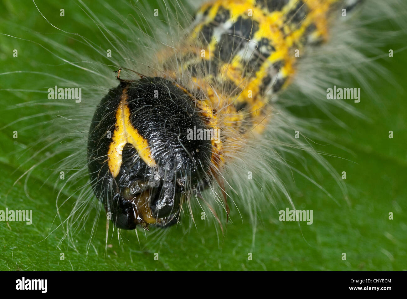 Buff-tip Phalera bucephala (polilla), retrato frontal de un Caterpillar Foto de stock