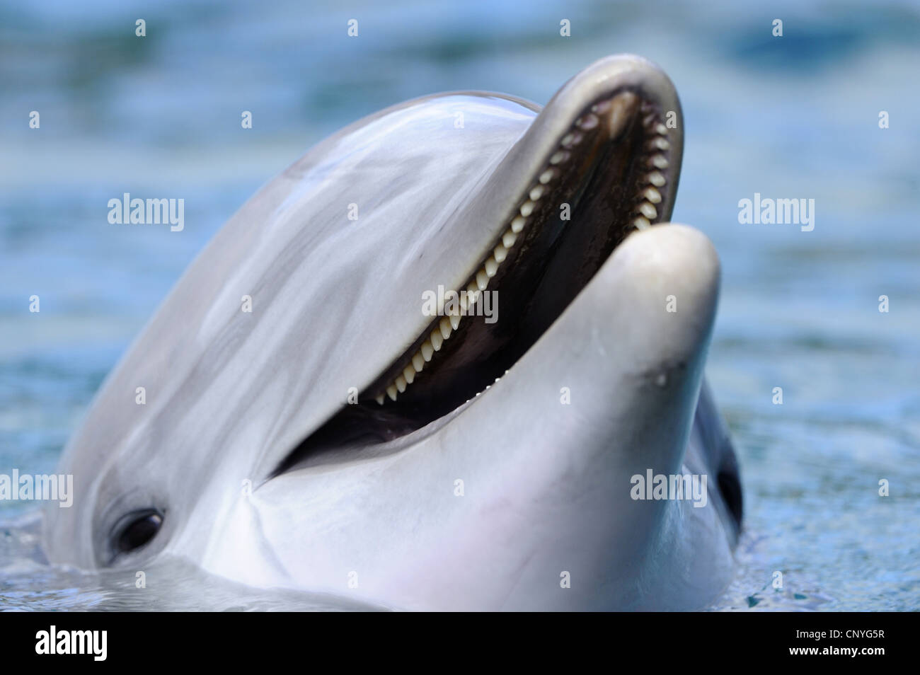 El delfín mular, comunes delfines nariz de botella (Tursiops truncatus), mirando desde el agua Foto de stock