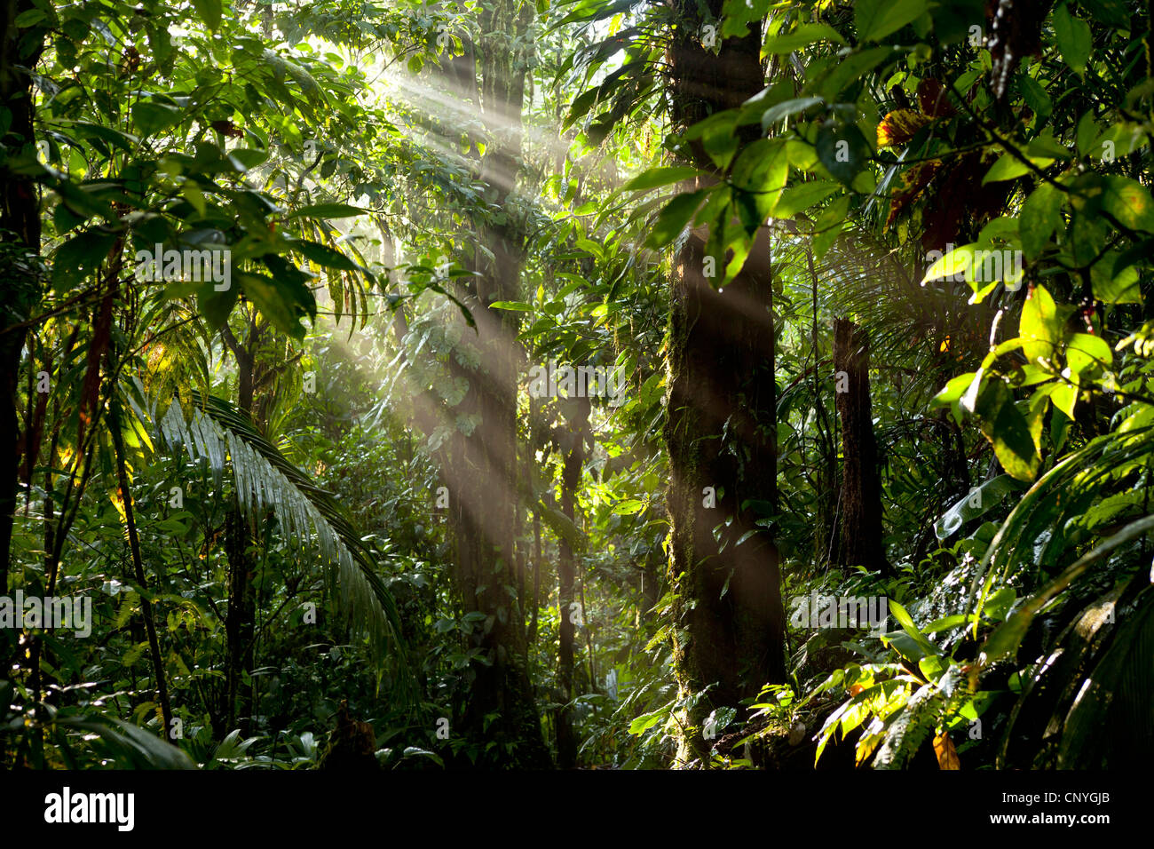 Los rayos del sol en la tupida selva del Parque Nacional Braulio Carrillo, Costa Rica, Centroamérica Foto de stock