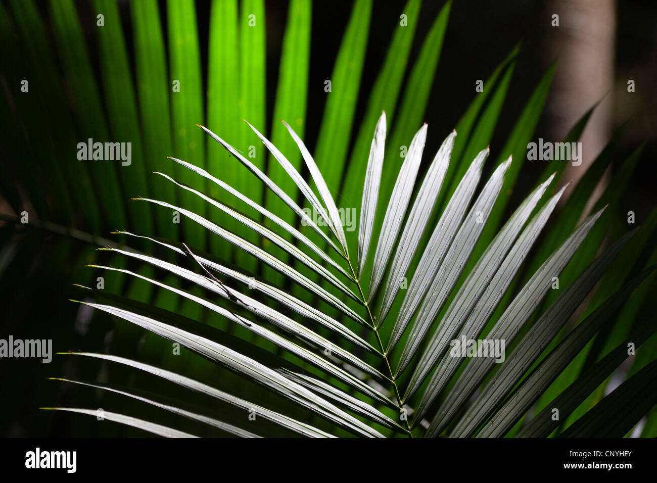 Calamus Rotang Fotos e Imágenes de stock Alamy