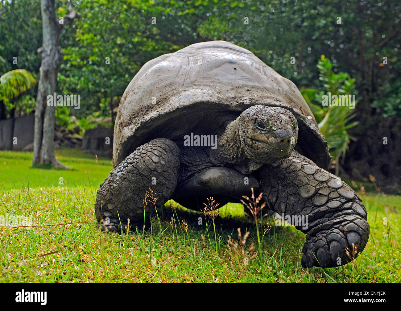 Seychelles Aldabran tortuga gigante, tortuga gigante, tortuga gigante de Aldabra (Aldabrachelys gigantea, Testudo gigantea, Geochelone gigantea, Megalochelys gigantea), caminando en un prado, Seychelles, La Digue Foto de stock