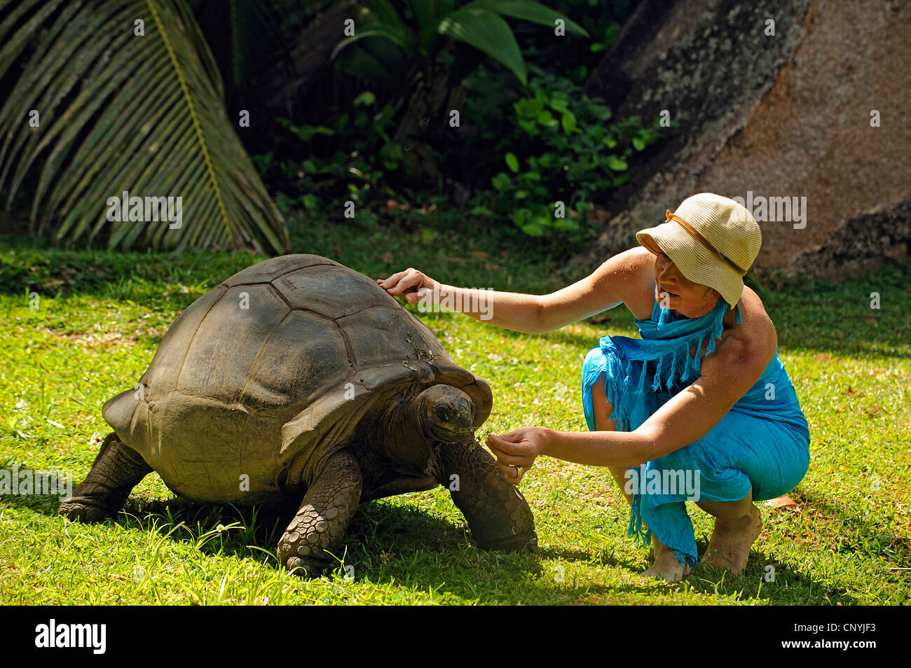 Seychelles Aldabran tortuga gigante, tortuga gigante, tortuga gigante de Aldabra (Aldabrachelys gigantea, Testudo gigantea, Geochelone gigantea, Megalochelys gigantea), con el turista en una pradera, Seychelles, La Digue Foto de stock