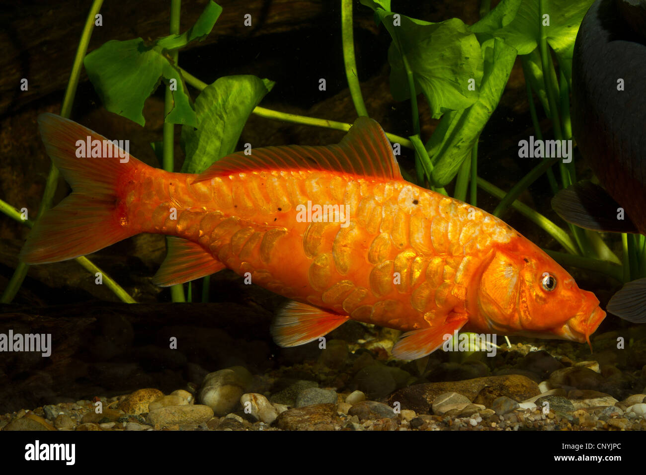 Escamas de pescado de la carpa koi fotografías e imágenes de alta  resolución - Alamy