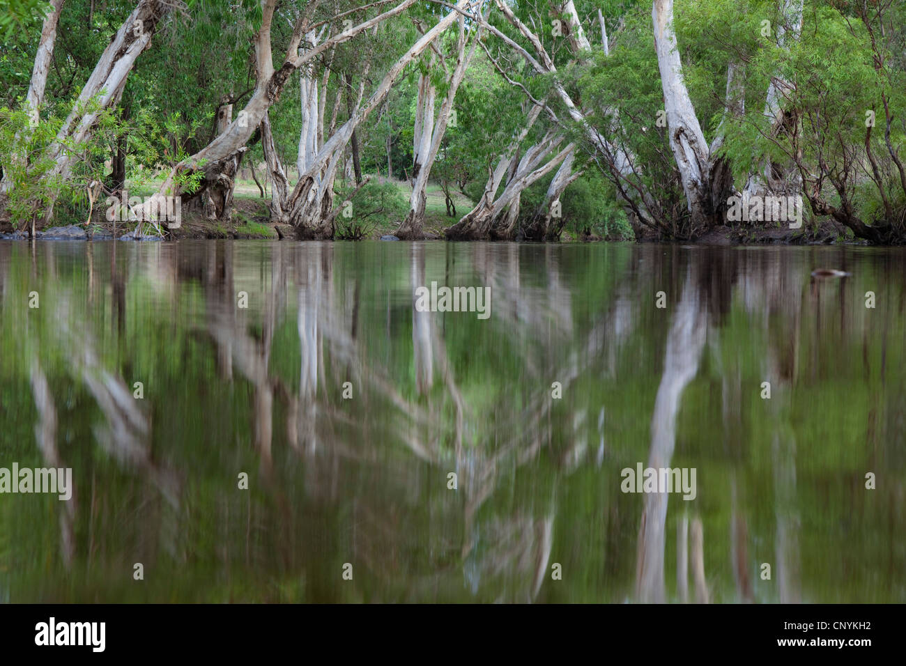 Paperbark árboles a orilla del río Coen, Queensland, Australia, la península de Cape York Foto de stock