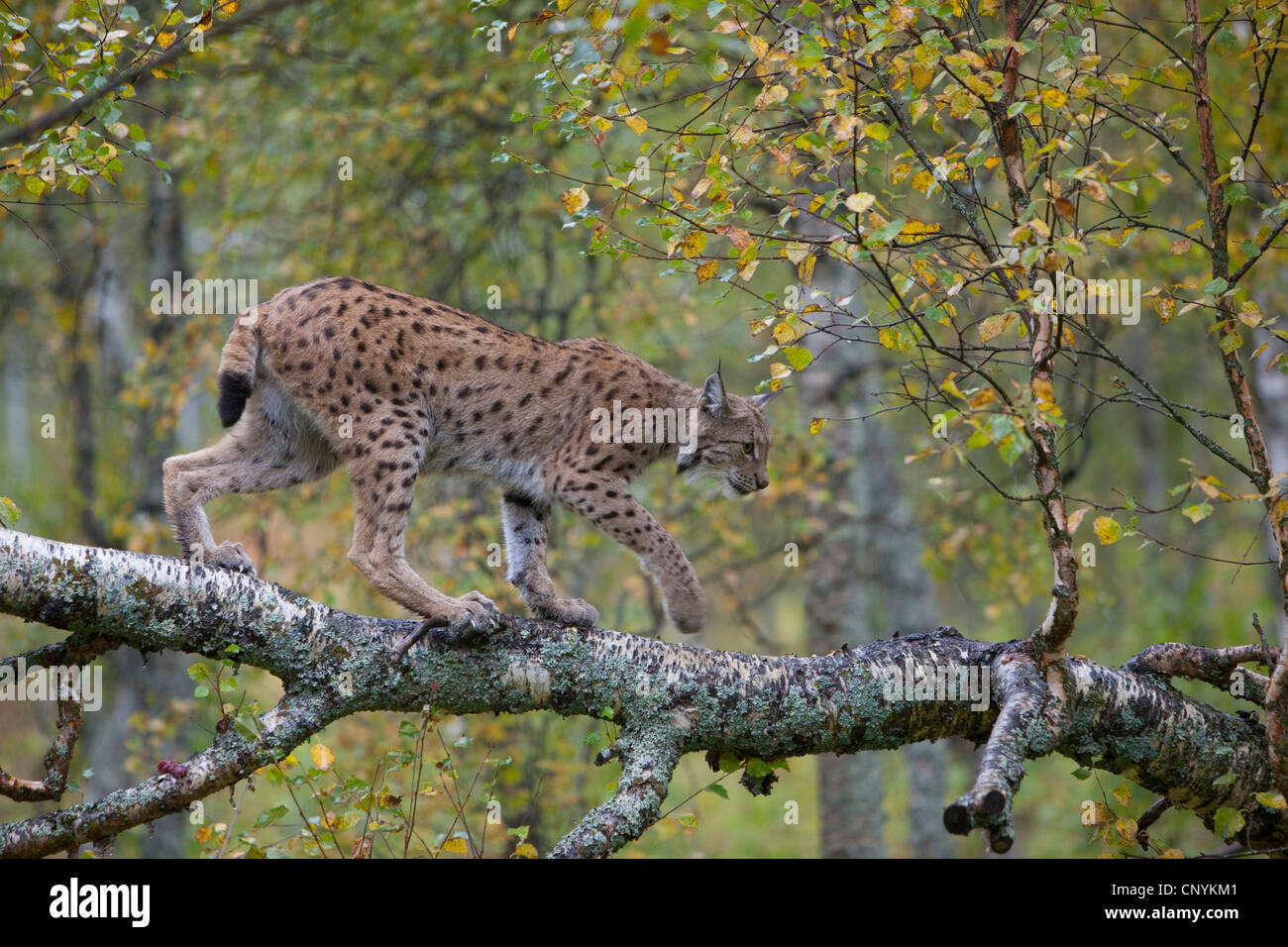 El lince eurásico (Lynx lynx), escalada en la rama de un abedul Foto de stock