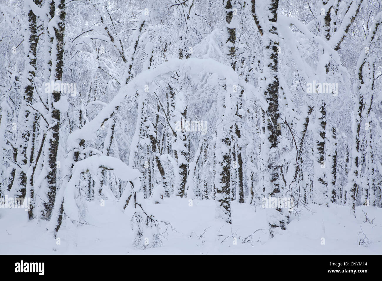 Cubiertas de nieve, bosque nativo, Reino Unido, Escocia, el Parque Nacional de Cairngorms Foto de stock