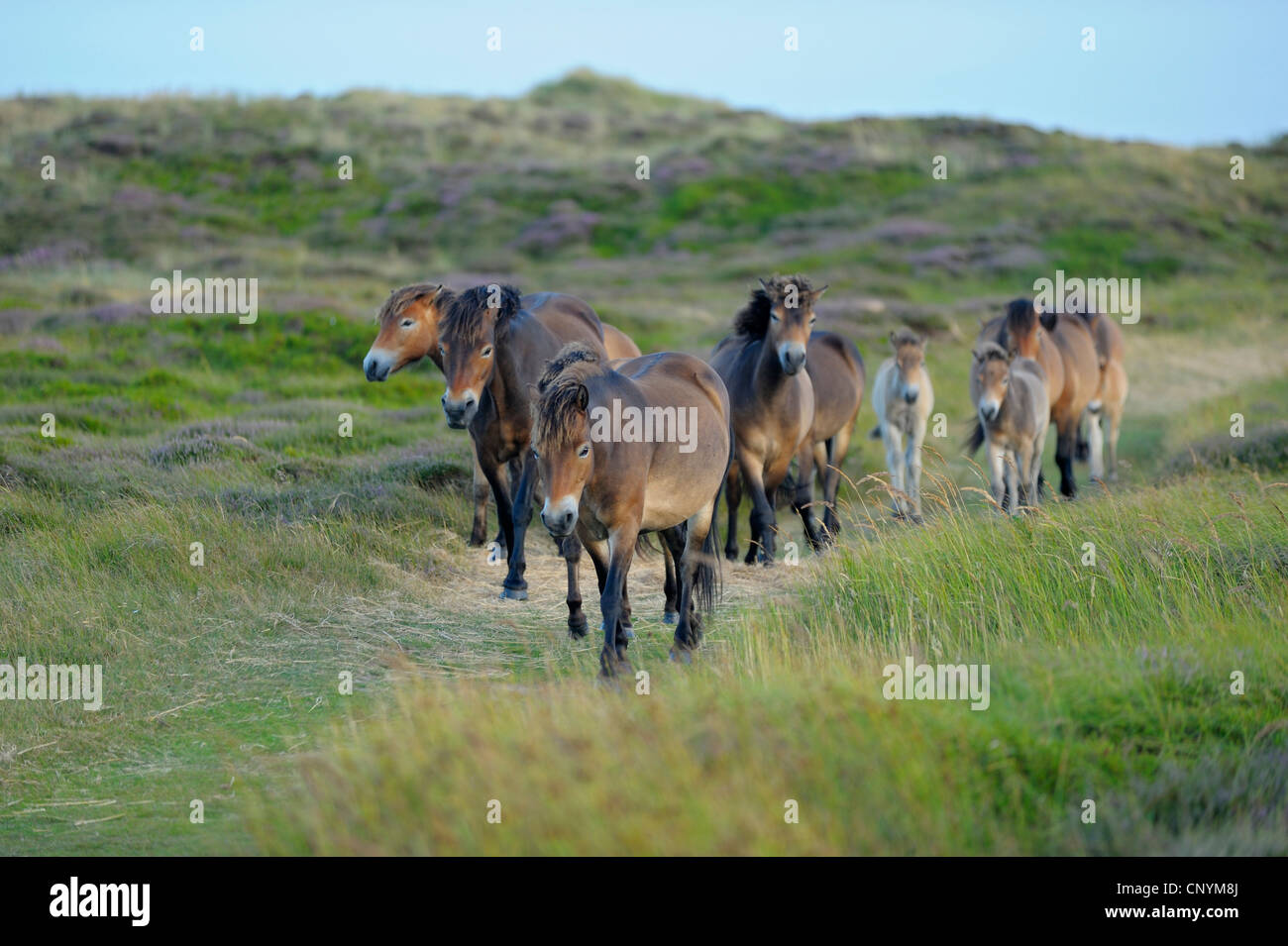 Caballo doméstico (Equus caballus przewalskii. f), rebaño Exmoor-Pony caminar a través de una pradera en las dunas, los Países Bajos, el norte de los Países Bajos, Países Bajos, Texel Foto de stock