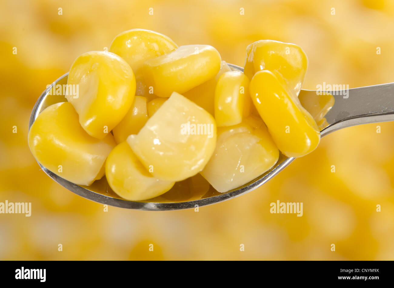 Maíz dulce de oro sobre una cuchara pequeña Foto de stock