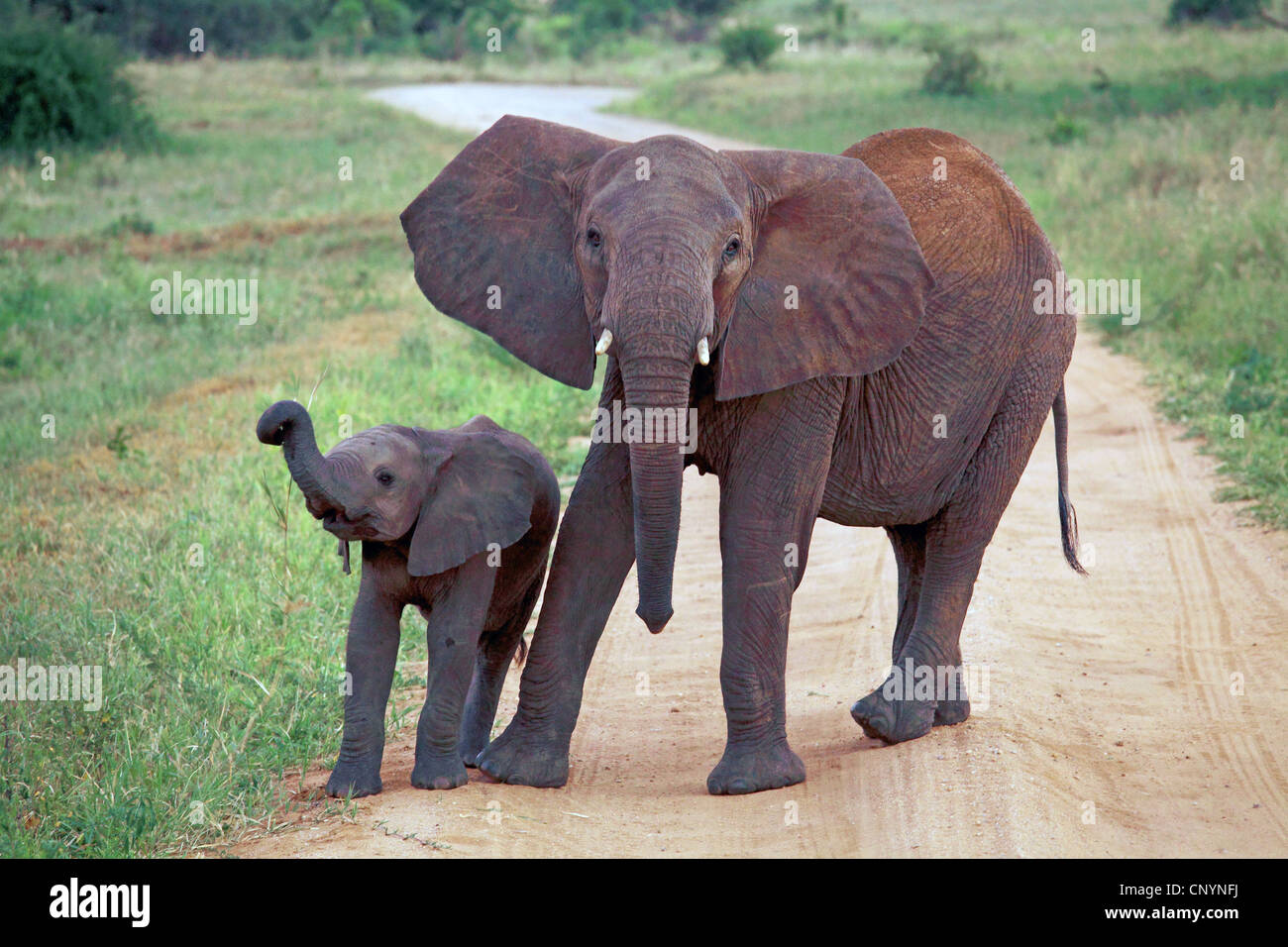 Elefante africano de sabana, el elefante africano (Loxodonta africana) oxyotis vaca, ir a dar un paseo con su animal joven, Tanzania, Parque Nacional Tarangire Foto de stock