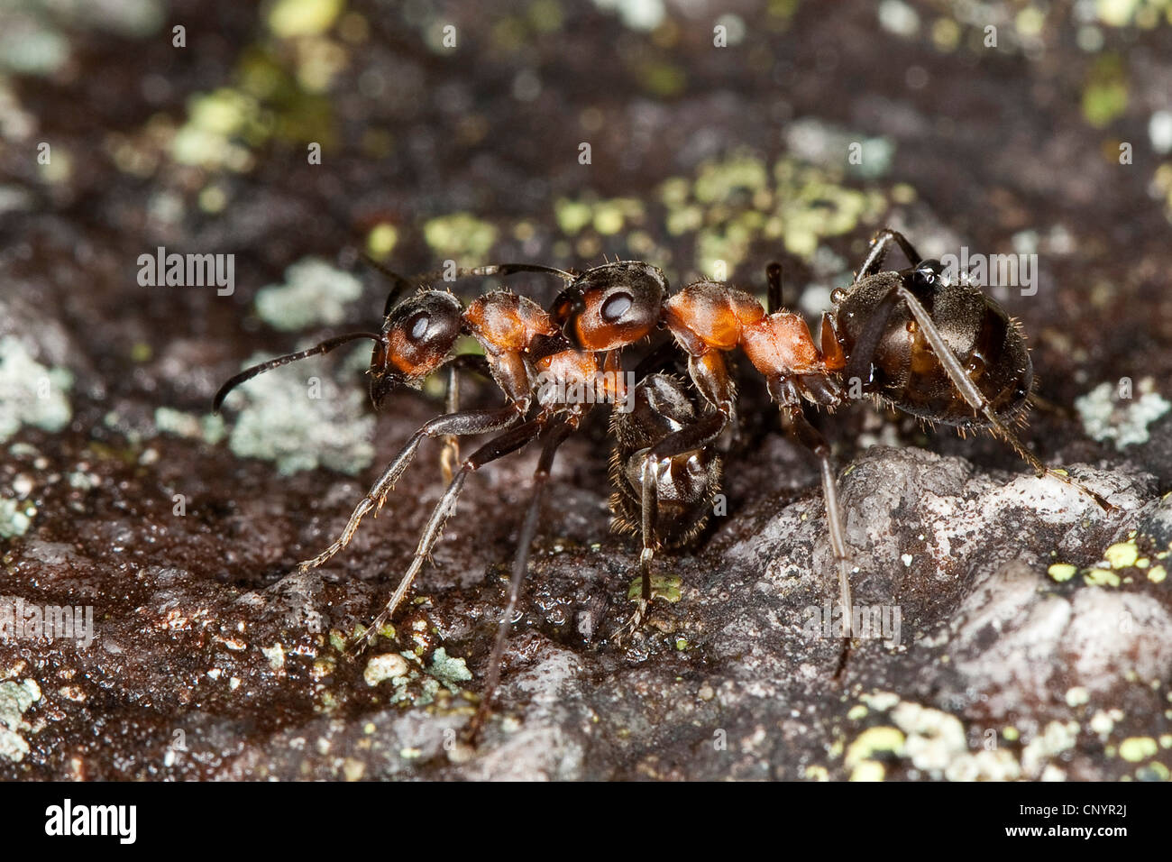 Pequeña hormiga de madera roja (Formica polyctena), los trabajadores luchan Foto de stock