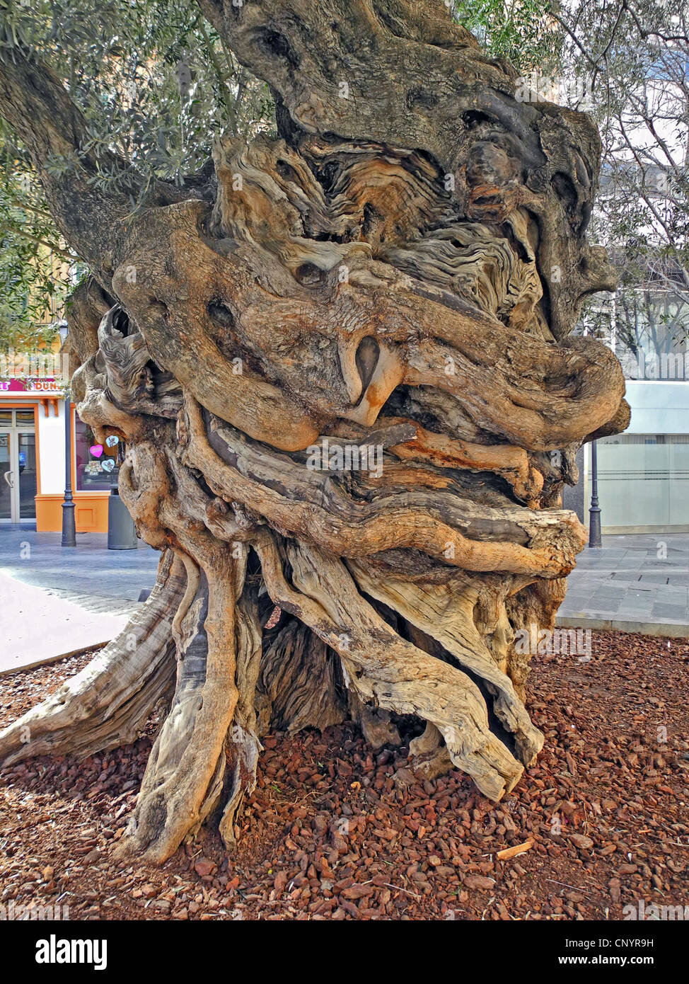 Olivo (Olea europaea ssp. sativa), Retorcido tronco de árbol en la Plaza de Cort, España, Balearen, Mallorca, Palma de Mallorca Foto de stock