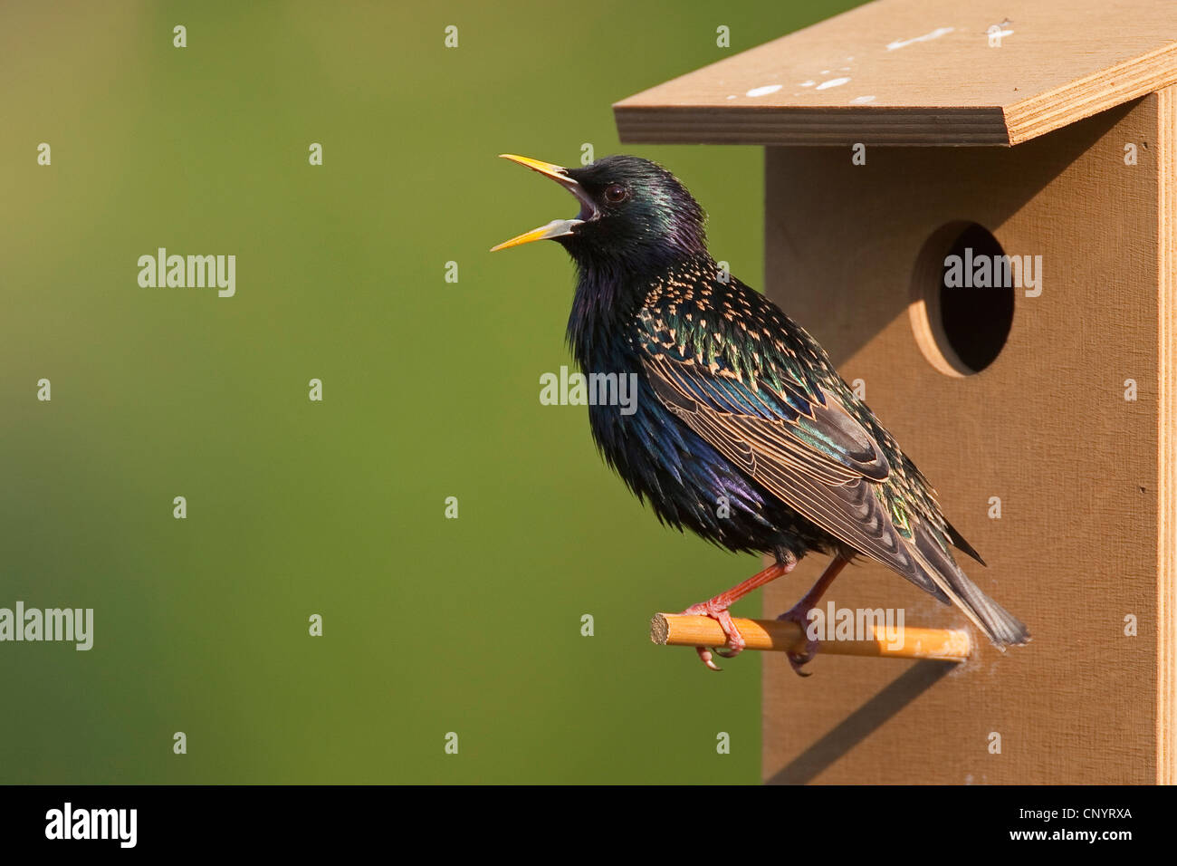 Estornino Pinto (Sturnus vulgaris), caja del nido, cantando, Alemania Foto de stock