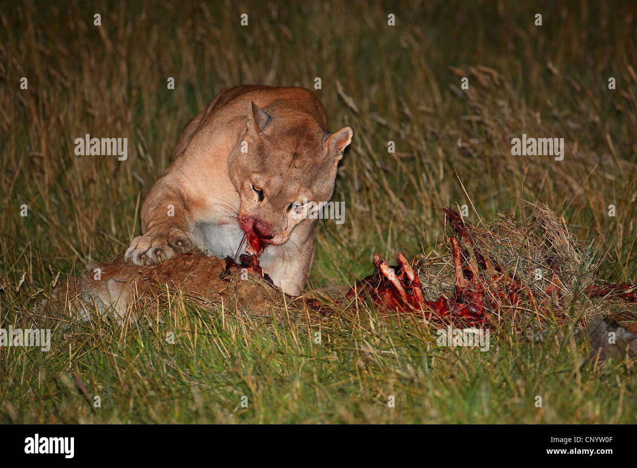 Puma chileno fotografías e imágenes de alta resolución - Alamy