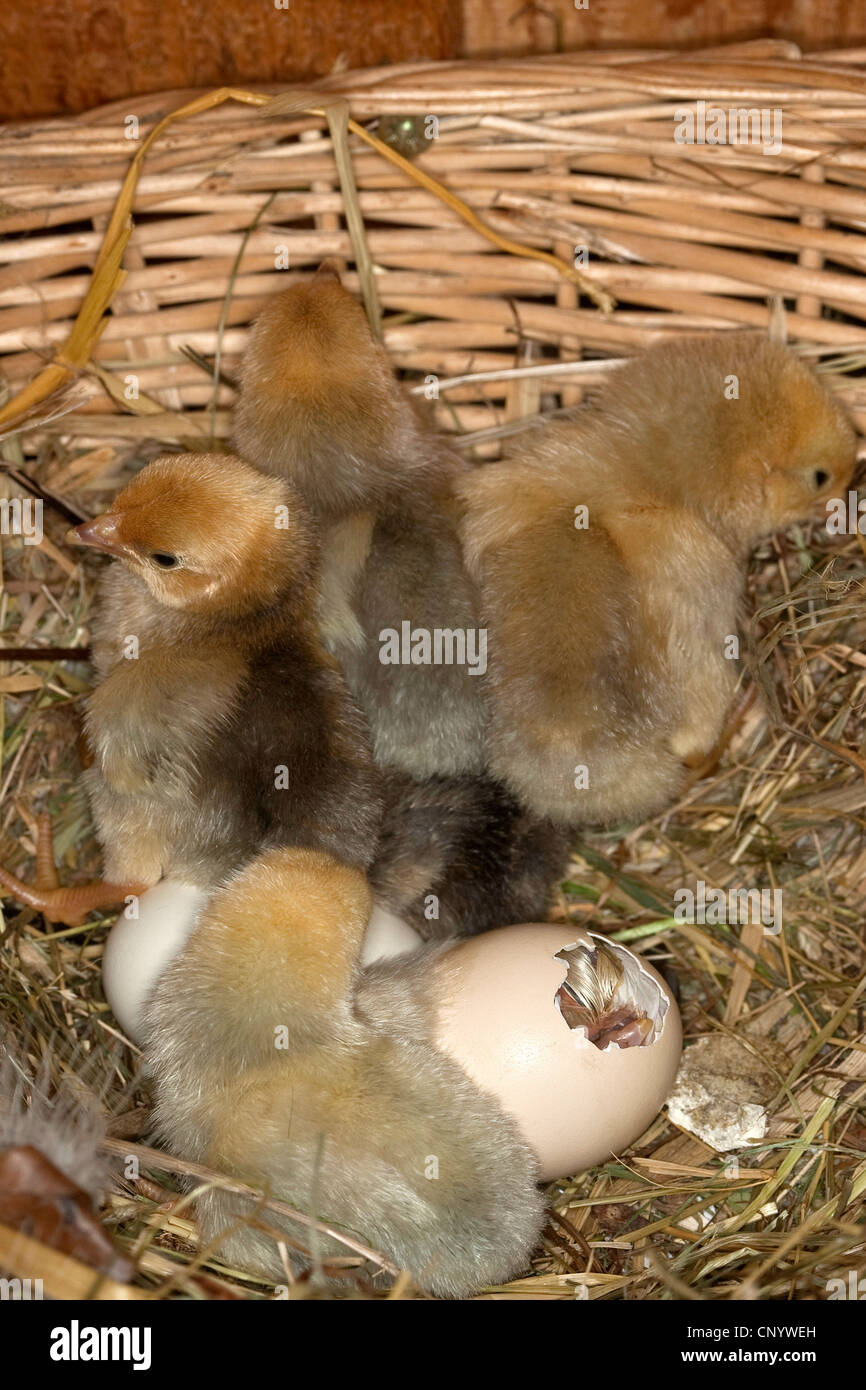 Las gallinas (Gallus gallus f. domestica), en un nido chiks incubar, Alemania Foto de stock