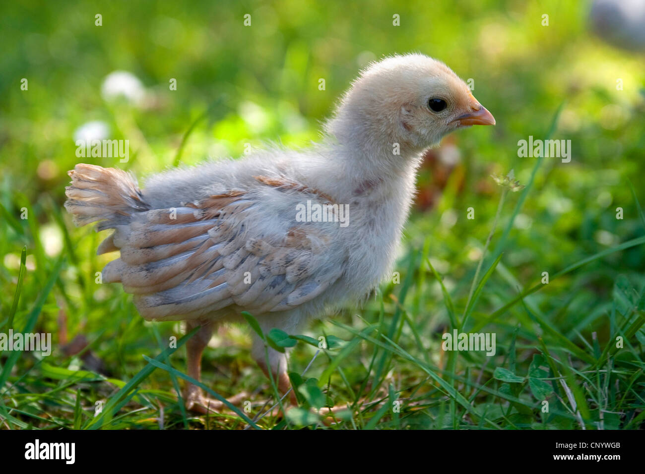 Las gallinas (Gallus gallus f. domestica), chick en una pradera, Alemania Foto de stock