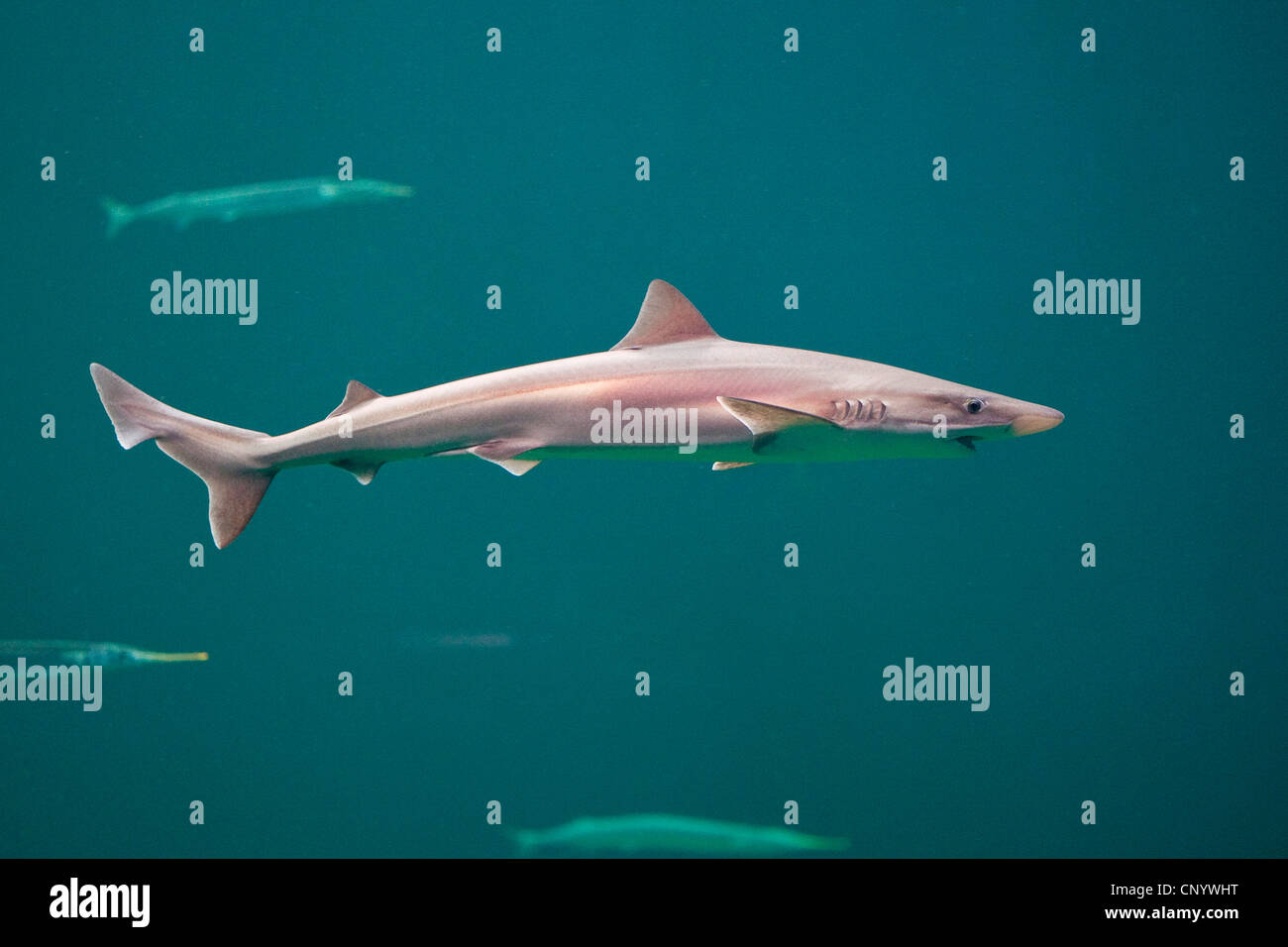 Cazón, Cazón, tiburón Soupfin, Escuela de tiburón (Galeorhinus galeus, Galeorhinus galeus) Eugaleus zygopterus, Foto de stock