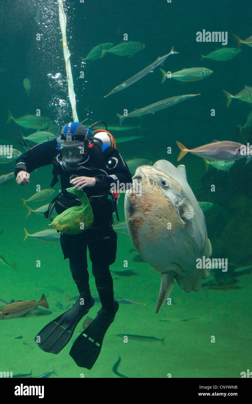 Ocean sunfish (Mola mola), alimentación de buzo peces en un enorme depósito de pescado Foto de stock