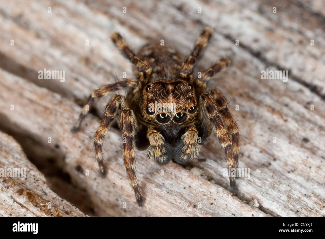 Jumping spider (Sitticus pubescens), hombres sentados en deadwood Foto de stock