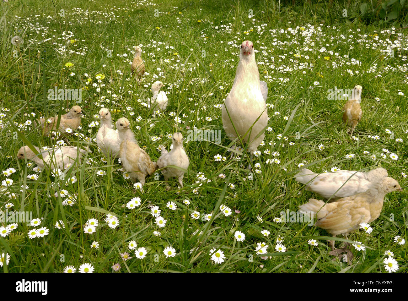 Bantam (Gallus gallus f. domestica), gallina con pollitos en una pradera, Alemania Foto de stock