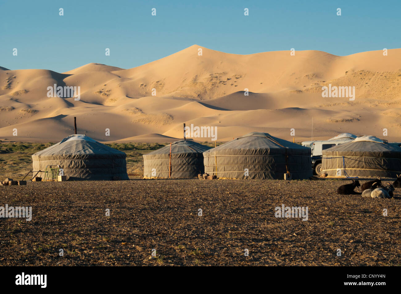 Gers nómadas en las dunas de arena de Khongoryn Els al atardecer en el desierto de Gobi de Mongolia Foto de stock