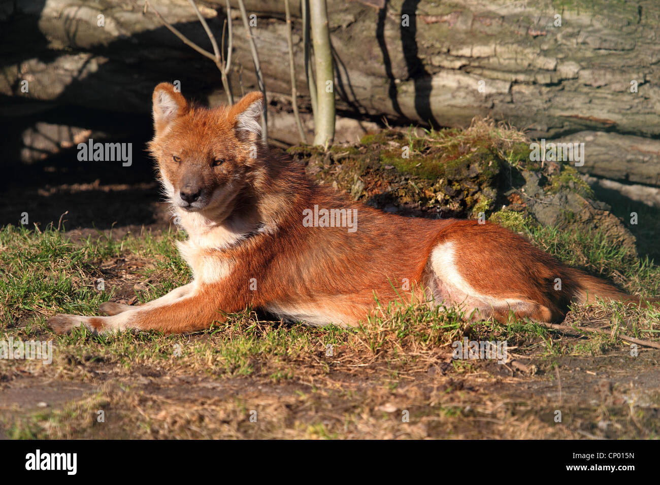 Dhole, Red Dog, perro salvaje asiático (Cuon alpinus), situada en la parte delantera del tronco de árbol Foto de stock