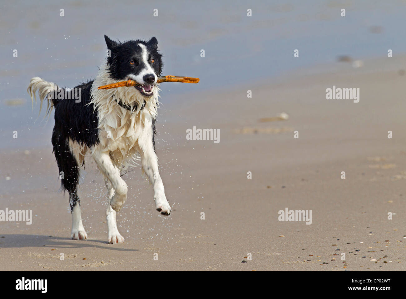 El Border Collie (Canis lupus familiaris) f., corriendo con un palo de madera en la boca en la playa de arena, Dinamarca Midtjylland, Jylland Foto de stock